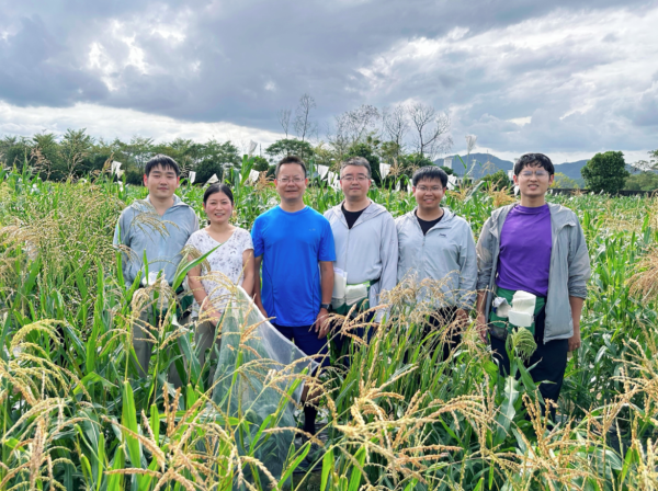 百家乐下载(中国) 科学家找回玉米丢失9000年的高卵白基因, 饲料卵白神志有望重塑